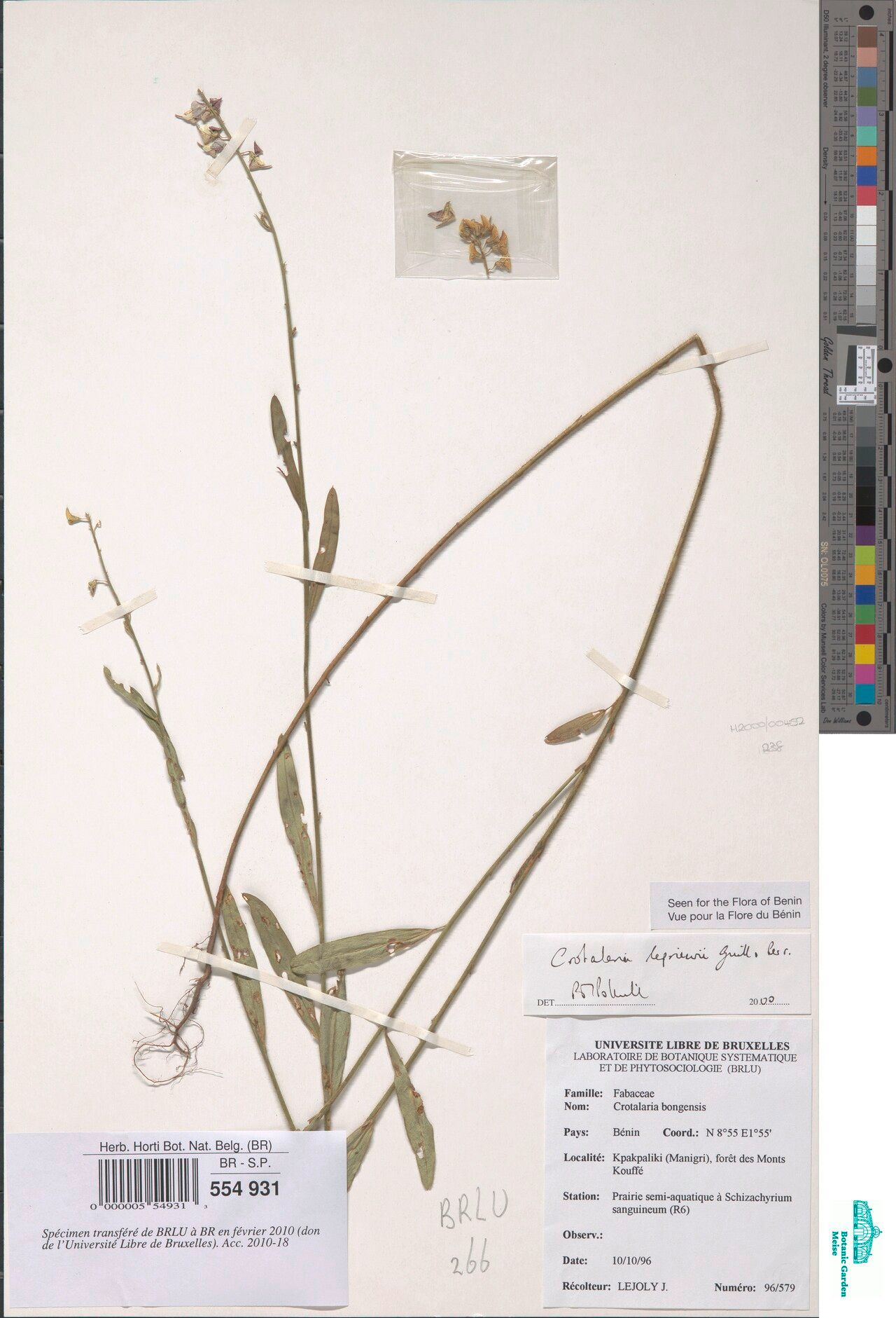 Crotalaria lebrunii — houseplant care guide