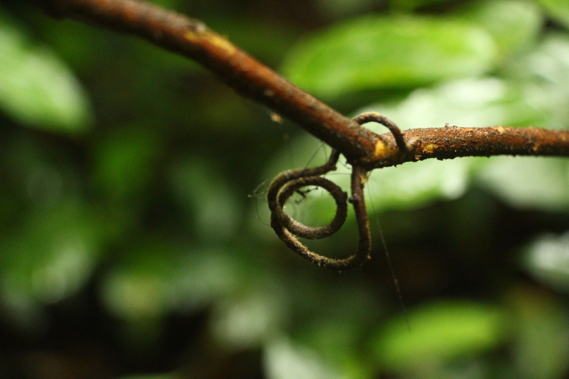Cnestis corniculata bark