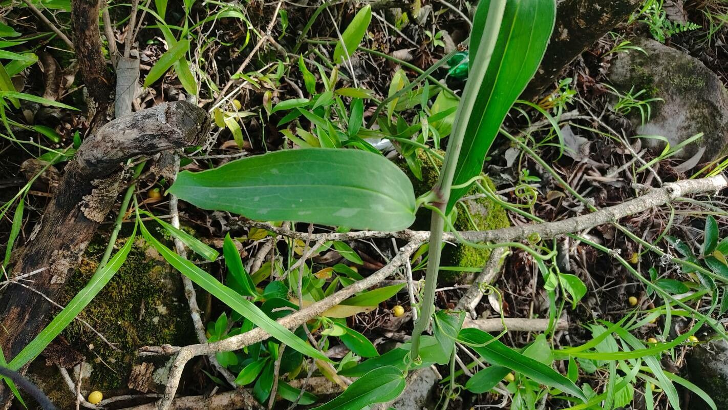 Smilax spinosa — search result for 'Smilax'