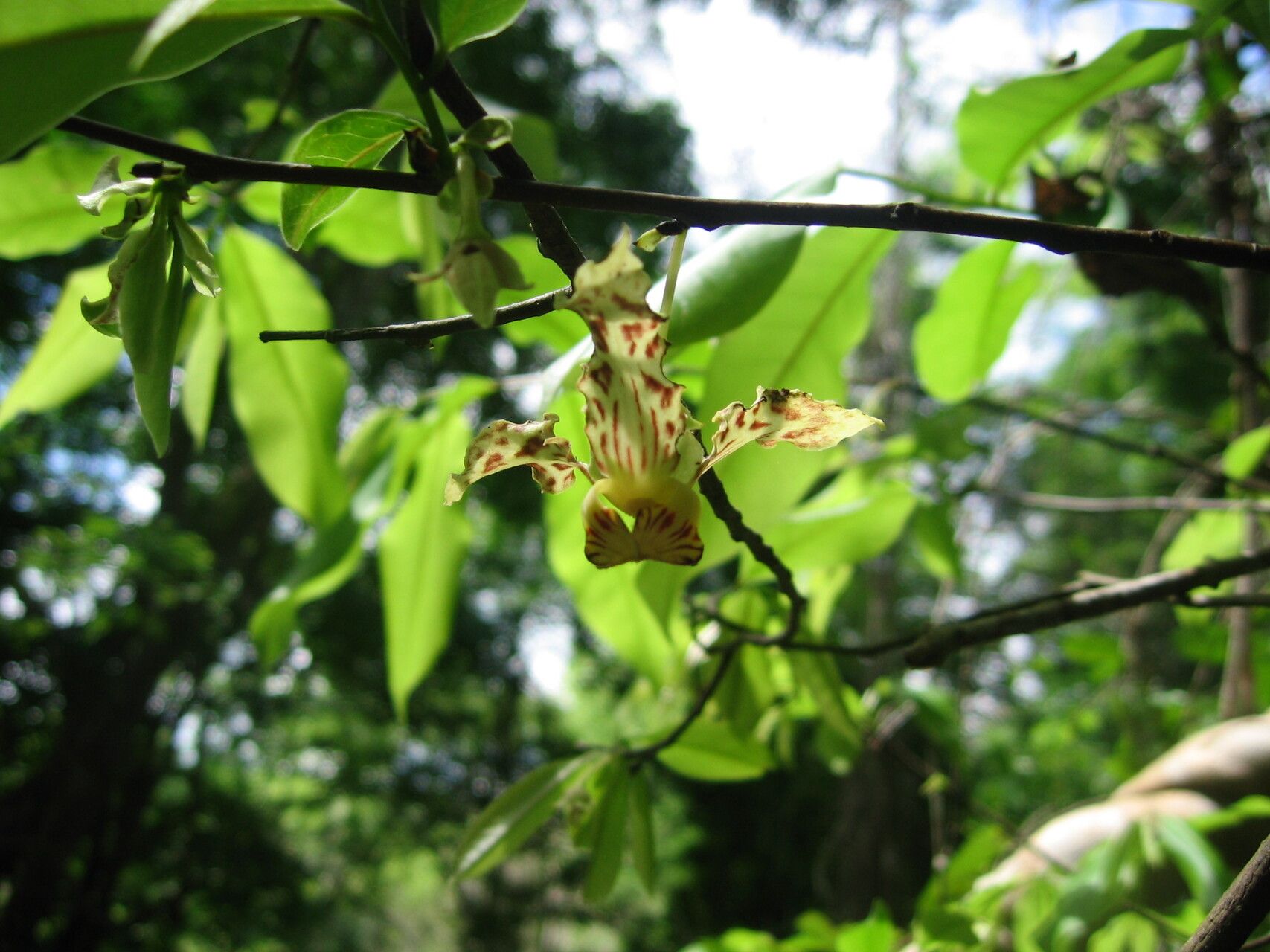 Monodora carolinae flower