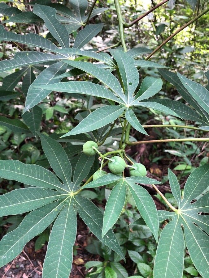 Manihot aesculifolia — related species from the same genus