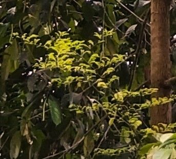 Viscum ovalifolium — houseplant care guide