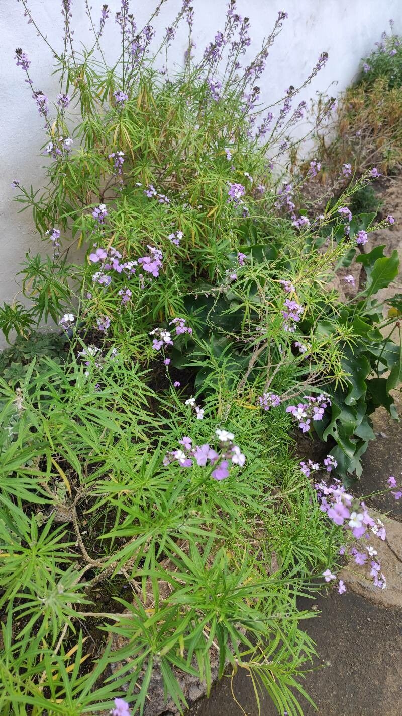 Teucrium bicolor habit