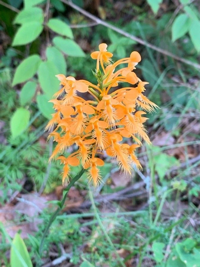 Platanthera ciliaris flower