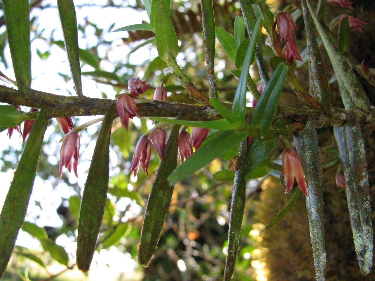 Camaridium dendrobioides bark