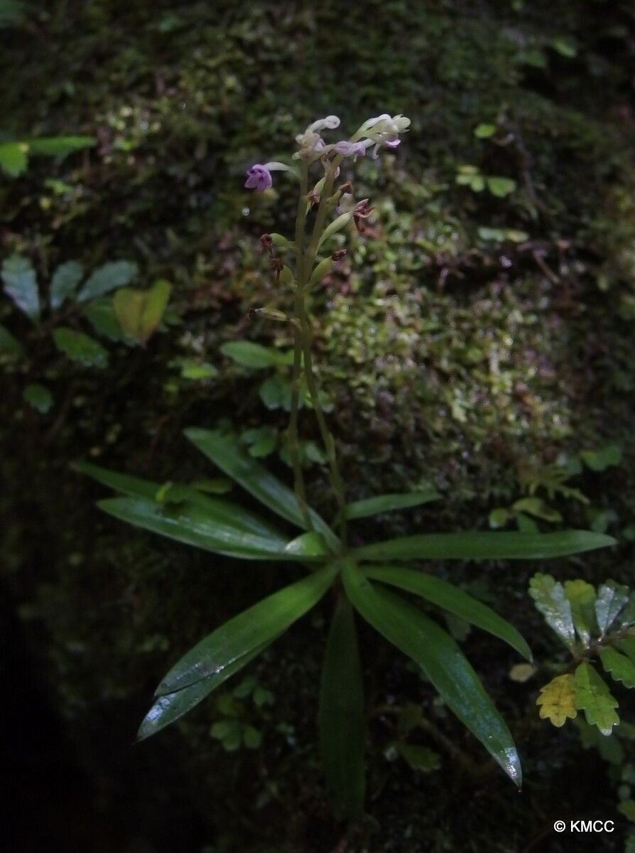Cynorkis subtilis flower
