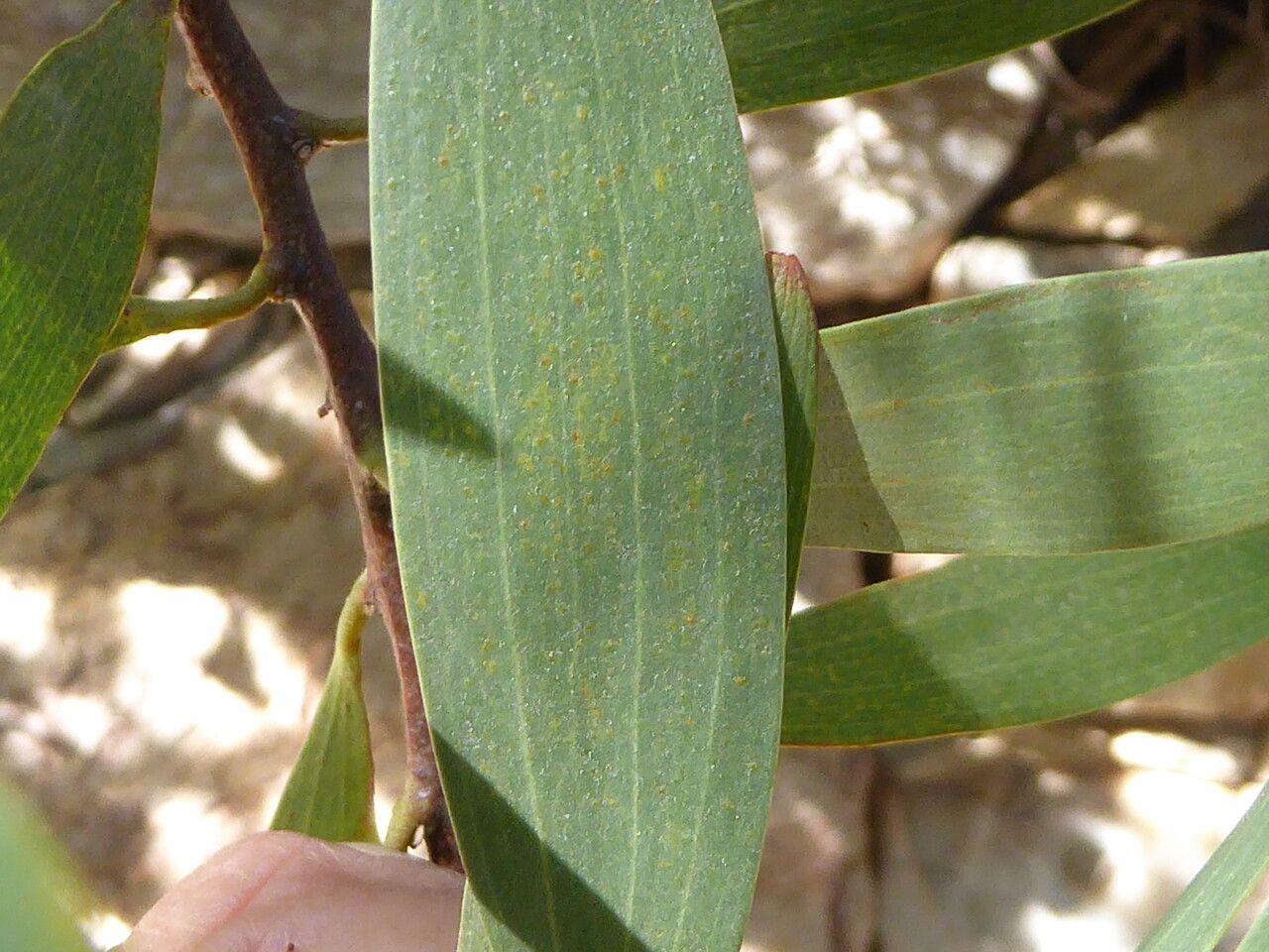 Acacia longifolia — search result for 'Acacia'