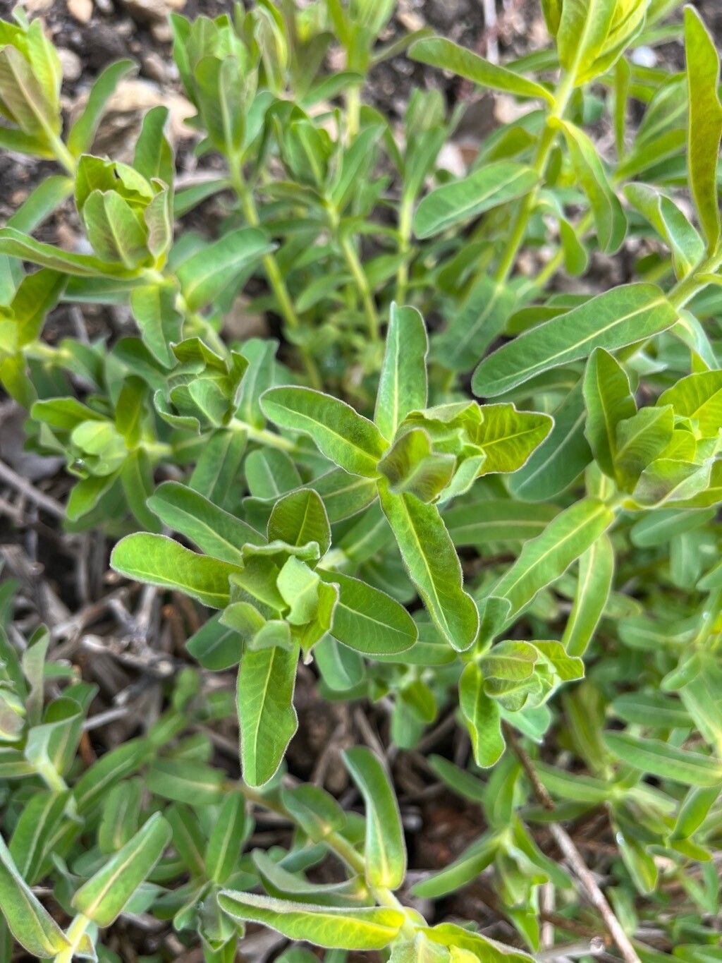 Euphorbia austriaca — houseplant care guide