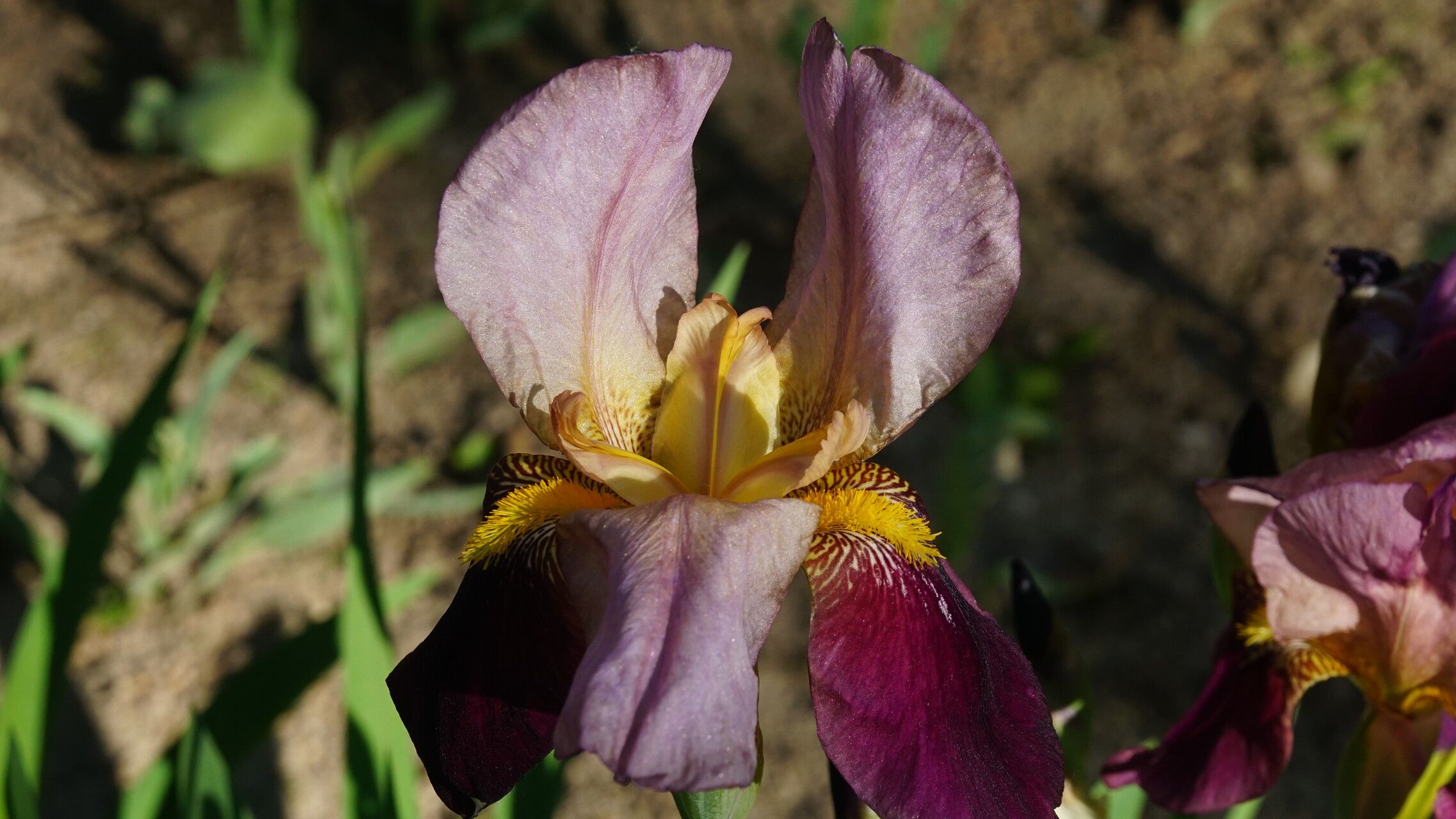 Iris hybrida flower