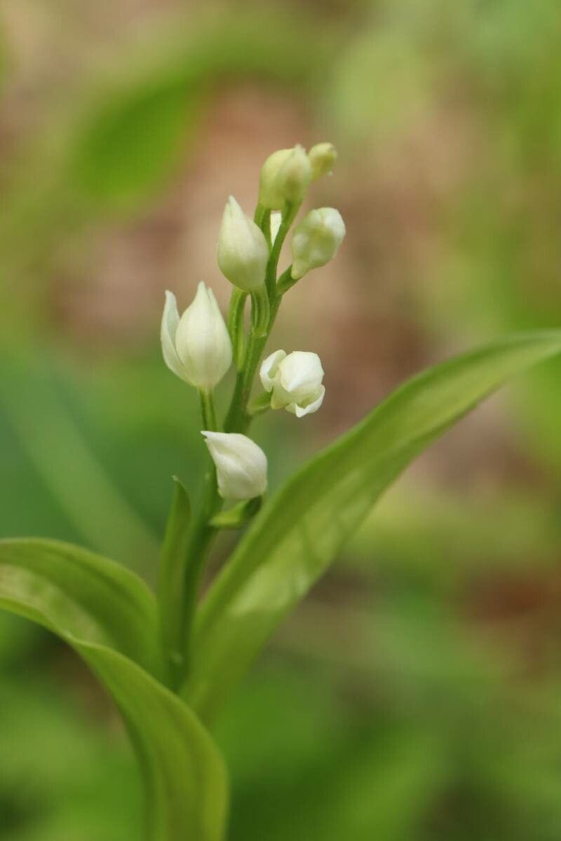 Cephalanthera erecta — related species from the same genus