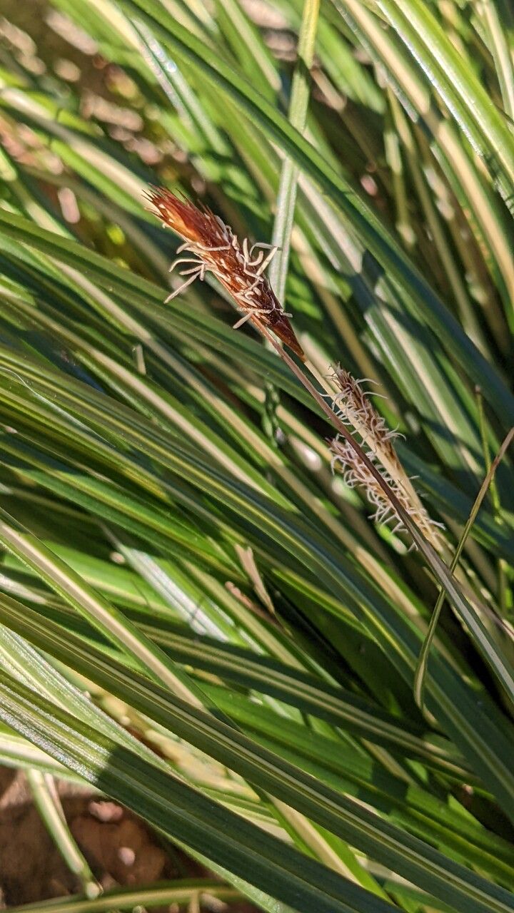 Carex oshimensis flower
