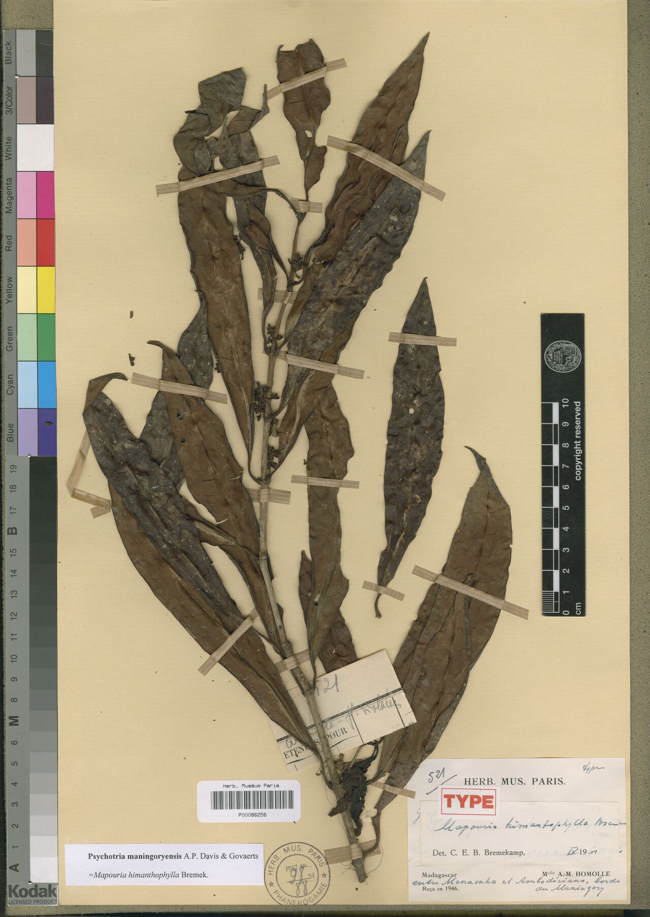 Psychotria maningoryensis — houseplant care guide