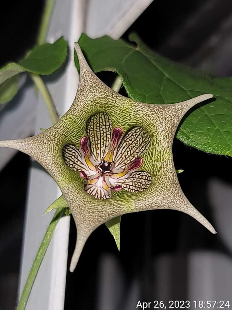 Matelea pavonii — houseplant care guide