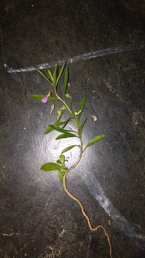 Hybanthus enneaspermus leaf