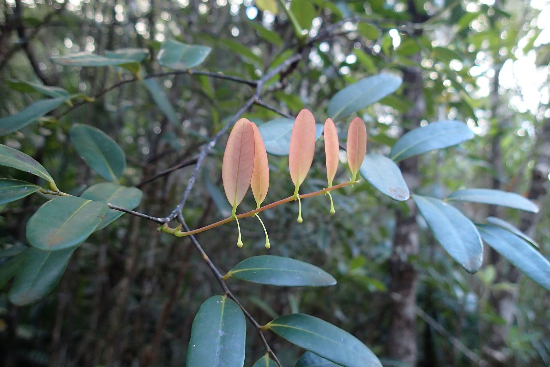 Phyllanthus castus fruit