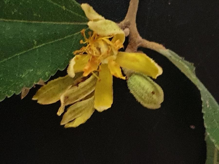 Grewia holstii flower