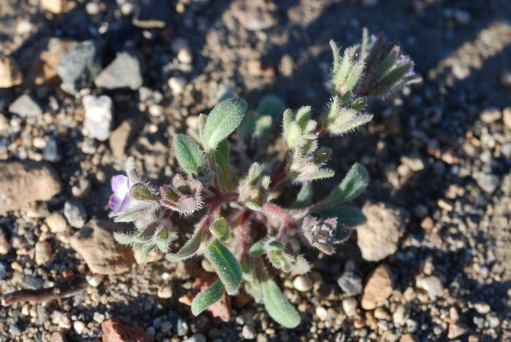 Phacelia curvipes habit