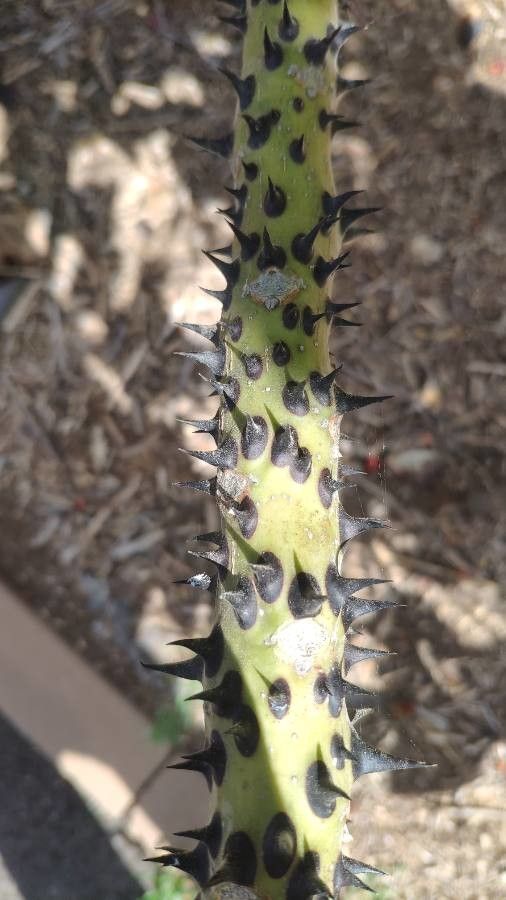 Erythrina madagascariensis bark