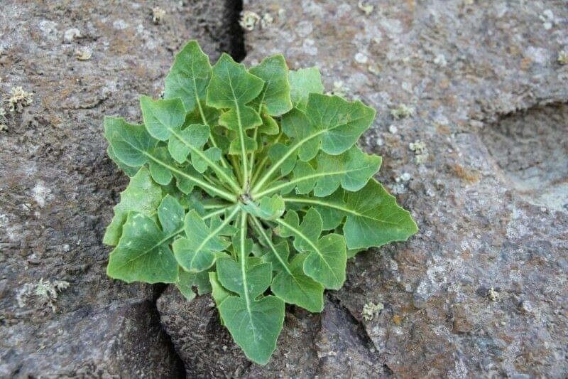 Sonchus brachylobus leaf