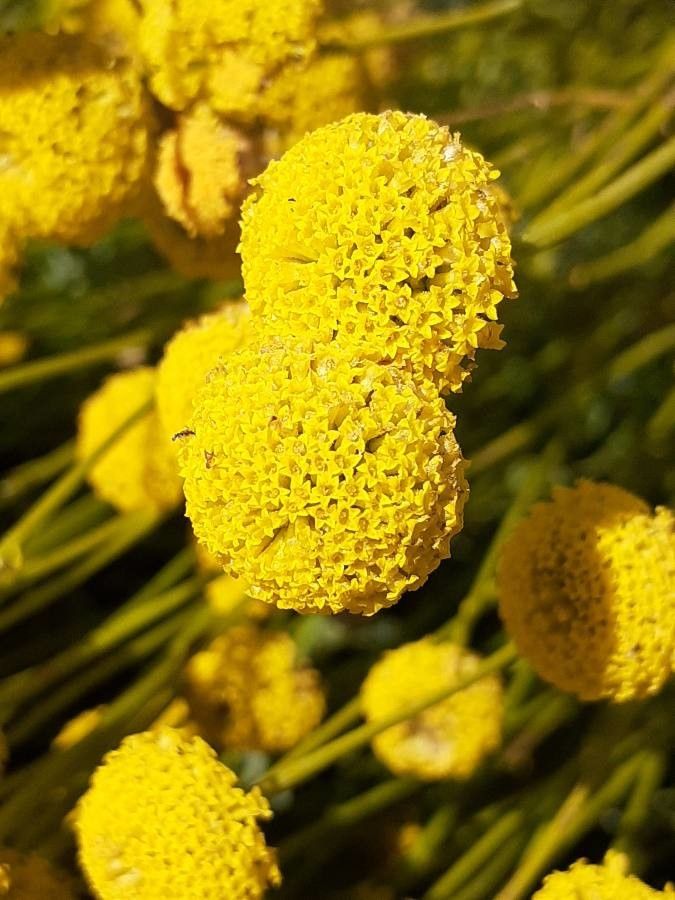 Santolina oblongifolia flower