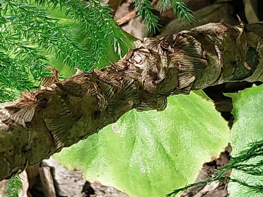 Begonia plebeja bark