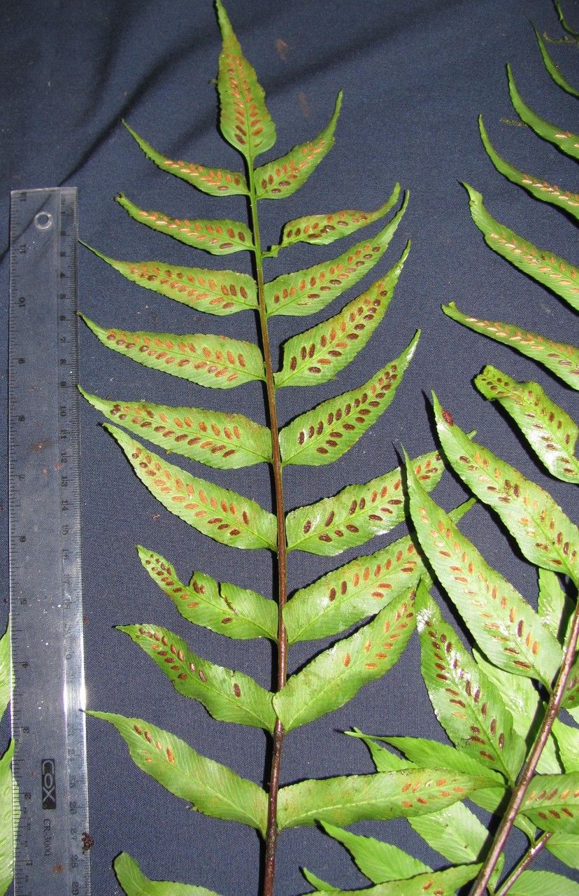 Asplenium feei — houseplant care guide