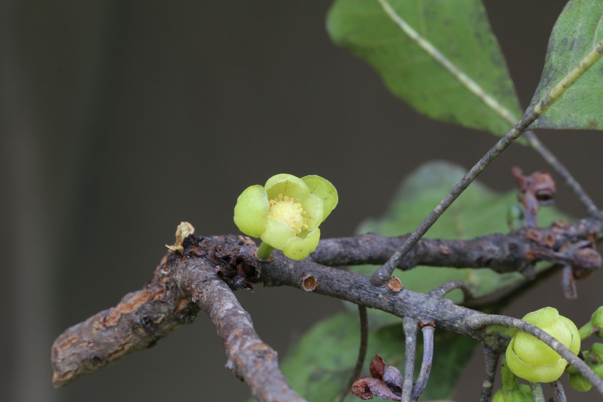 Uapaca nitida flower