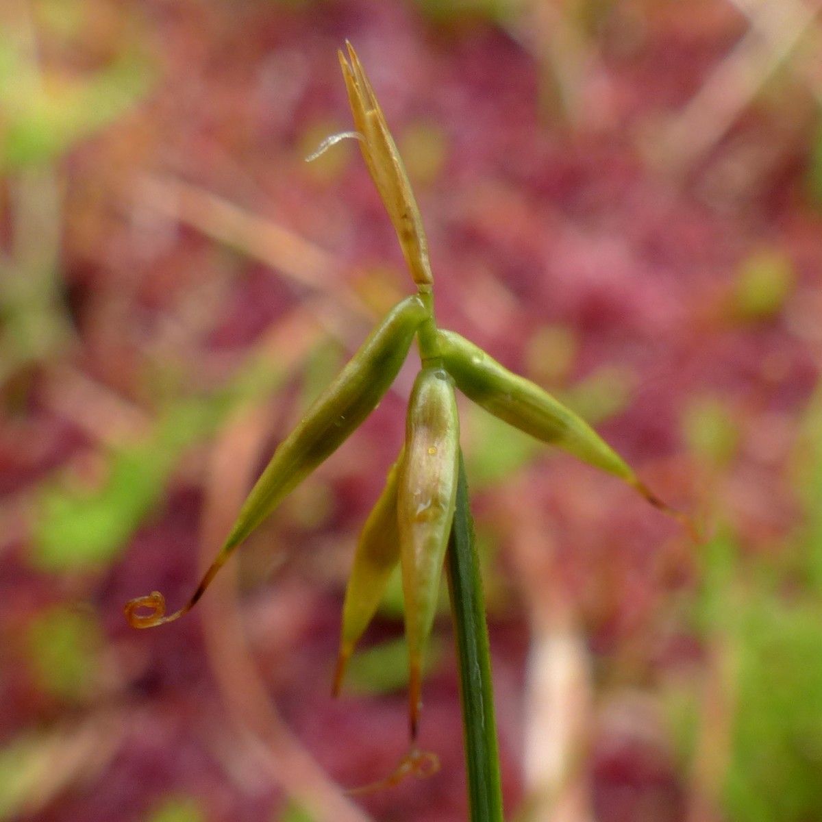 Carex pauciflora leaf