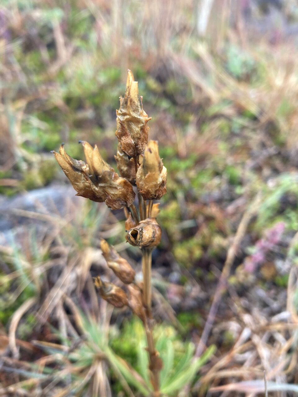 Halenia campanulata fruit