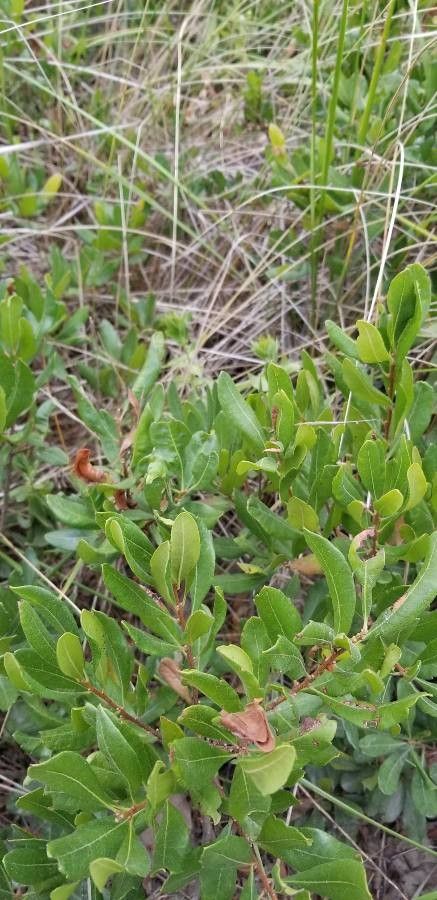 Licania michauxii — houseplant care guide