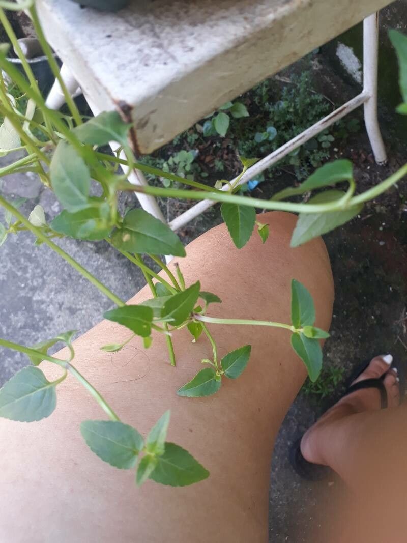 Torenia thouarsii — search result for 'Torenia'