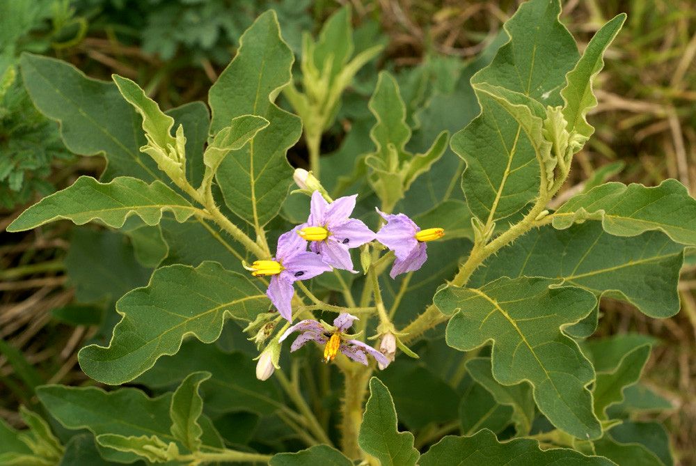 Solanum dasyphyllum flower