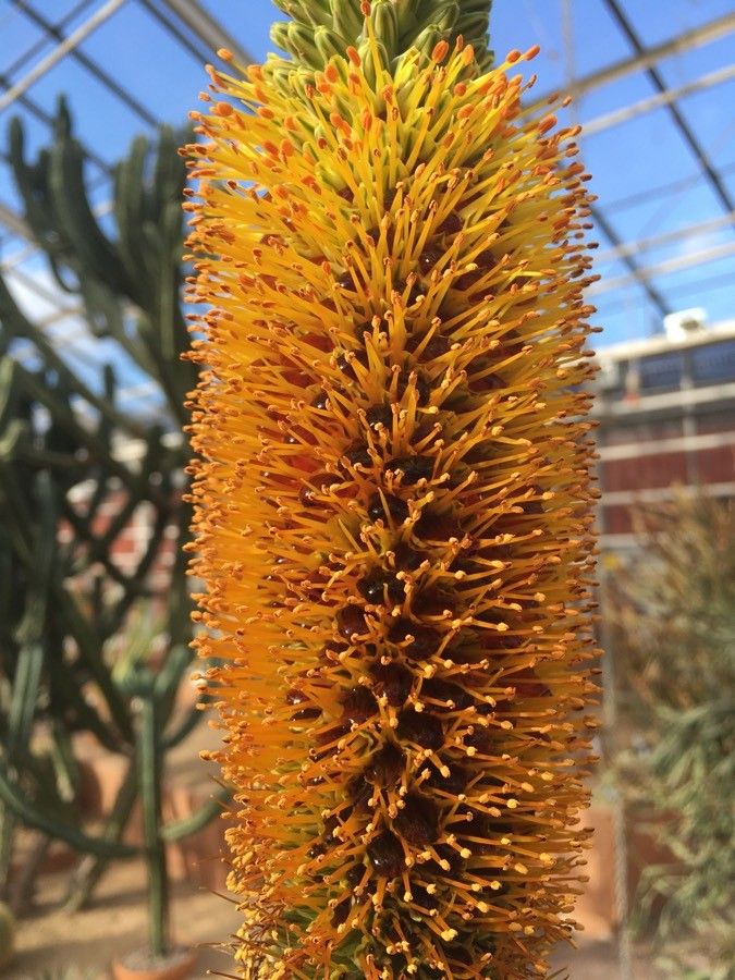 Aloe spicata flower