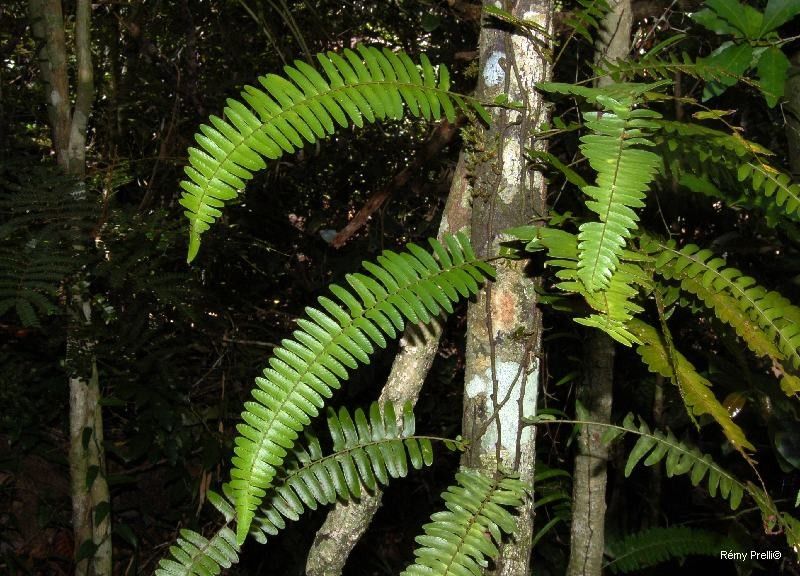 Arthropteris neocaledonica habit