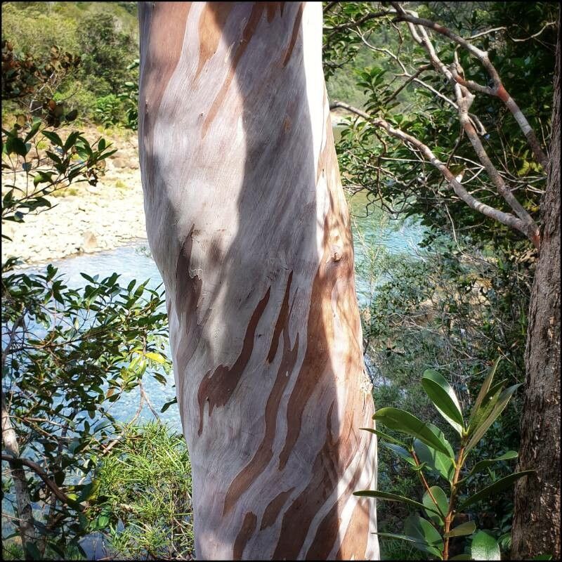 Tristaniopsis polyandra bark