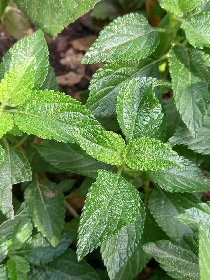 Lantana canescens leaf