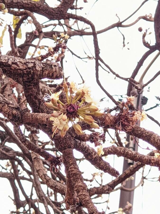 Vitellaria paradoxa flower