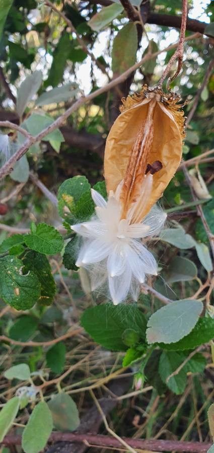 Cynanchum insipidum fruit