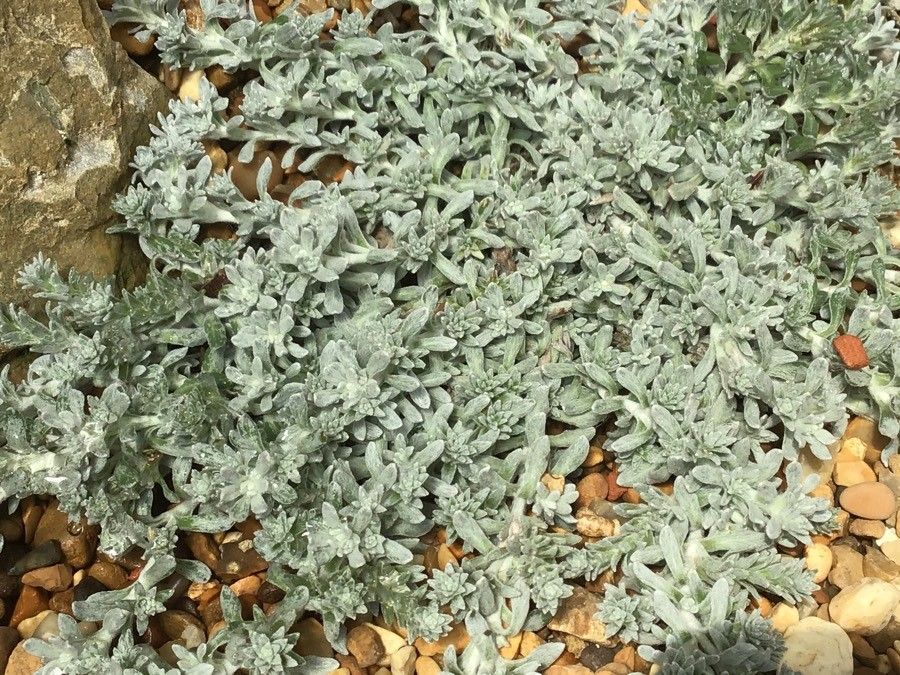 Armeria juniperifolia — search result for 'Plumbaginaceae'