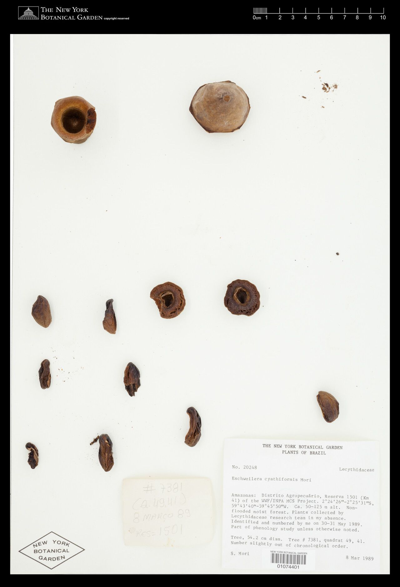 Eschweilera cyathiformis fruit