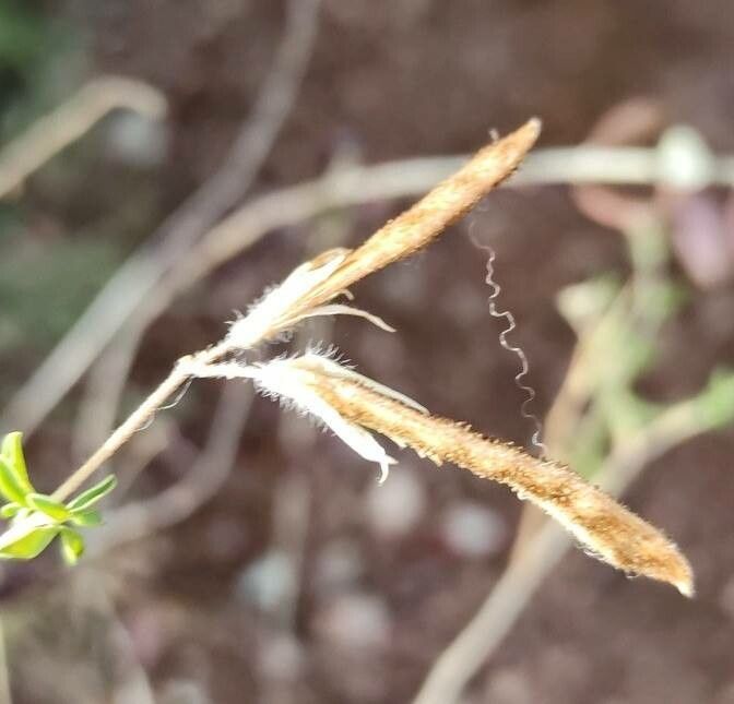Adenocarpus telonensis fruit