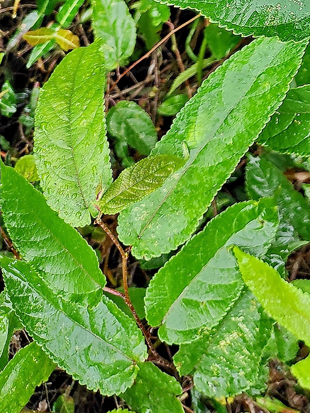 Broussonetia kaempferi