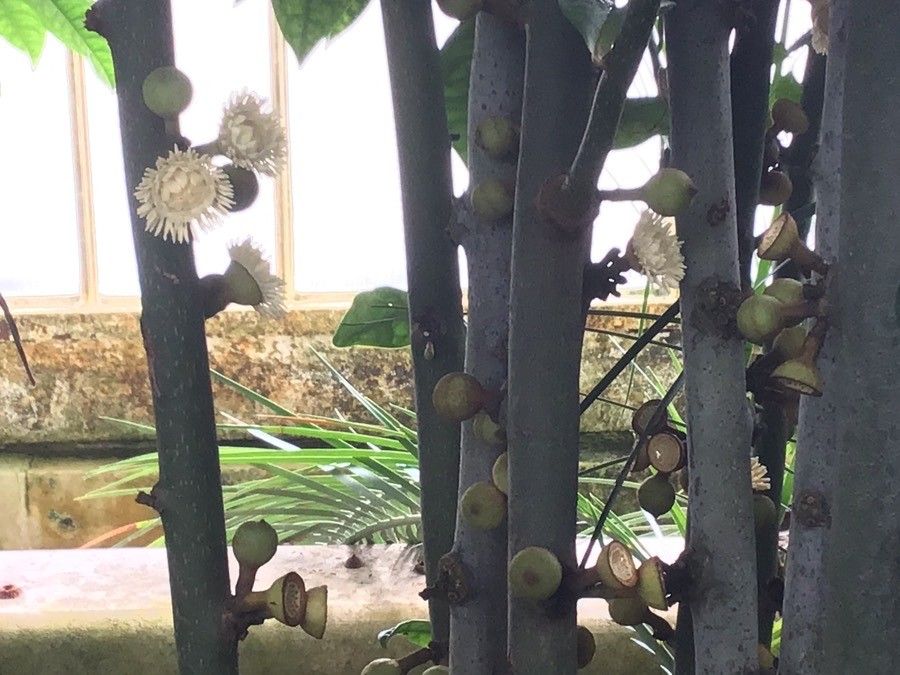Eupomatia laurina flower