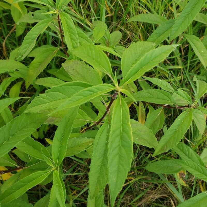 Helianthus grosseserratus leaf