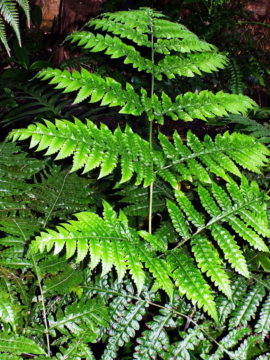 Diplazium dilatatum — houseplant care guide