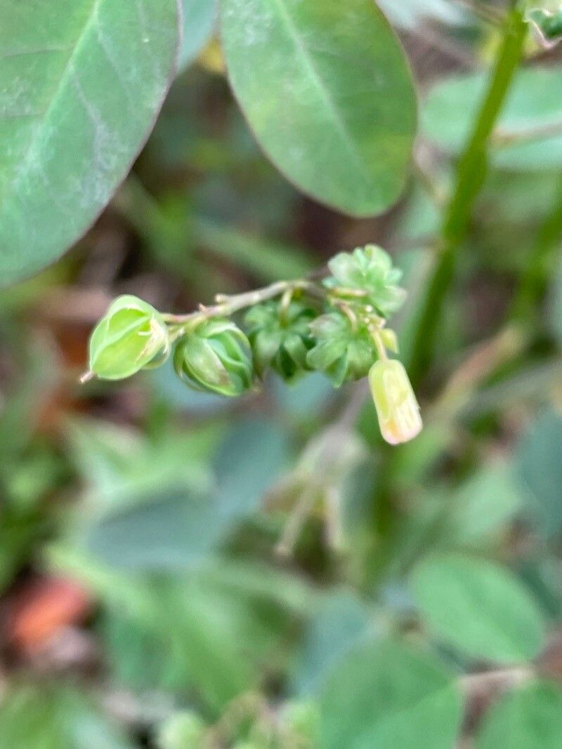 Oxalis barrelieri fruit