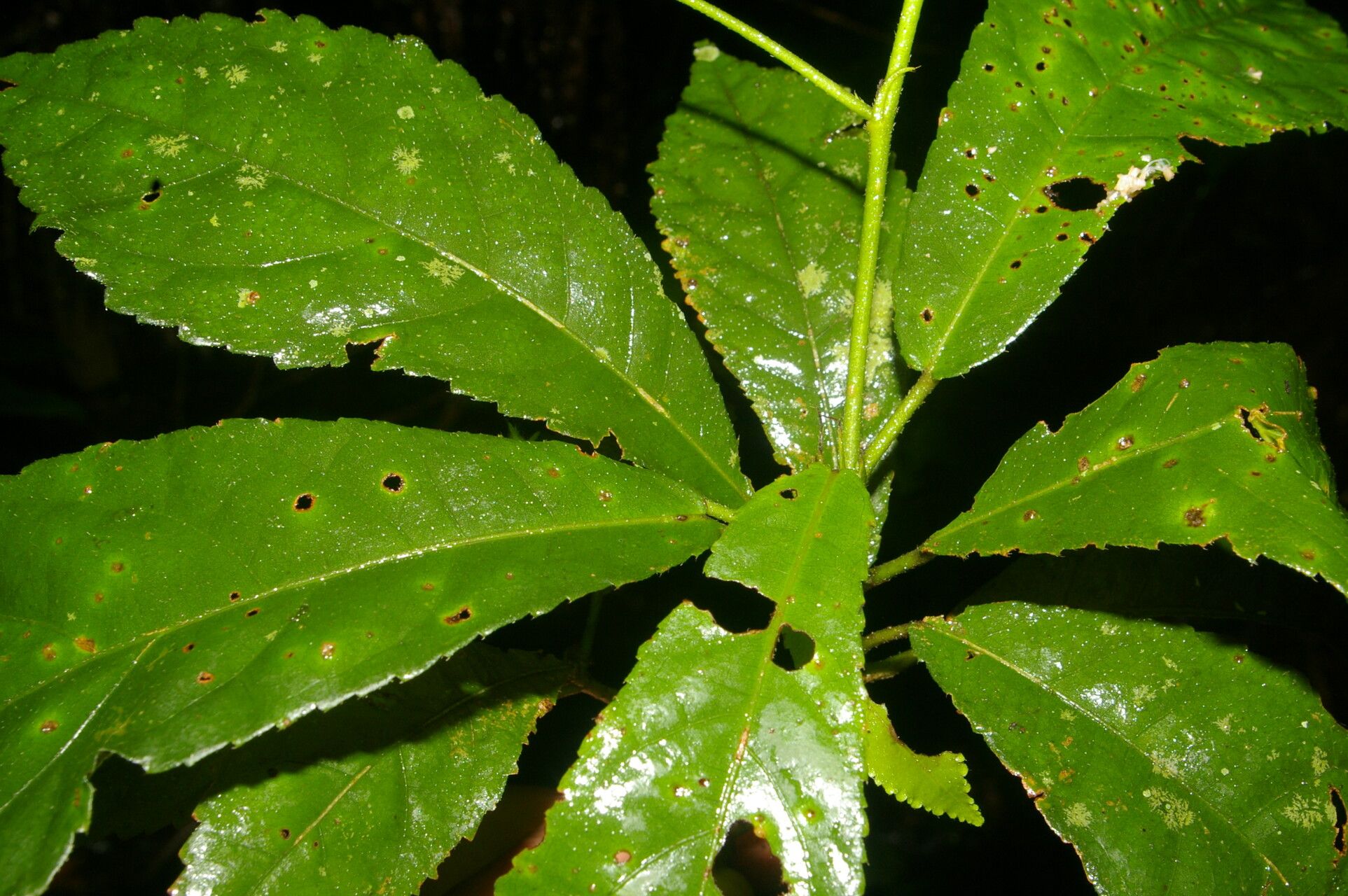 Pavonia castaneifolia leaf