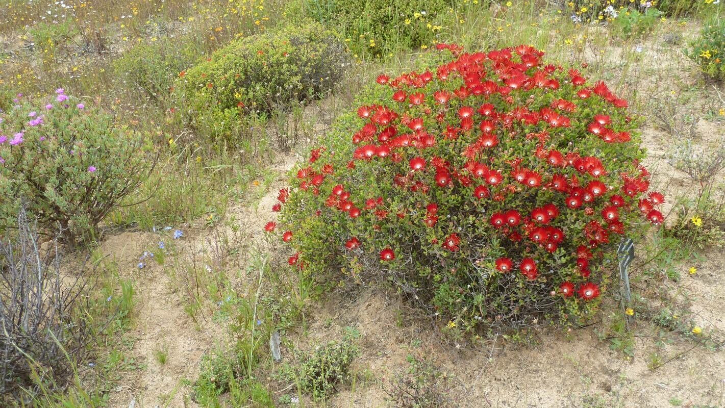 Drosanthemum speciosum flower