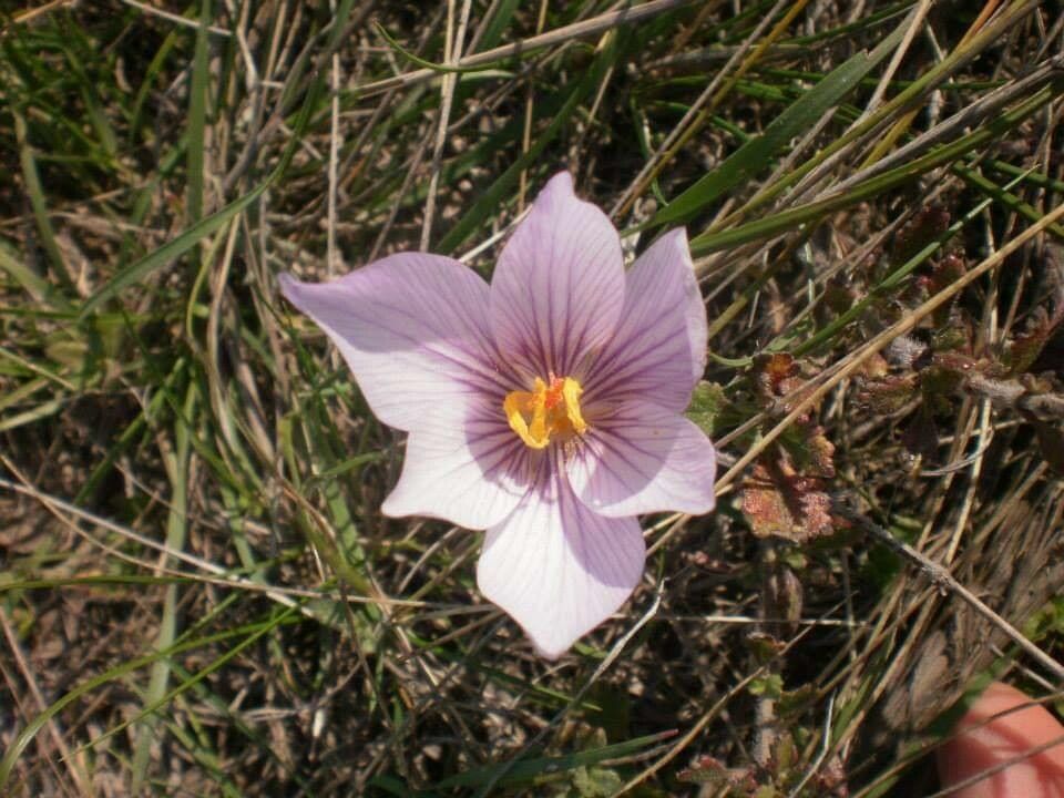 Crocus pallasii — search result for 'Israel'