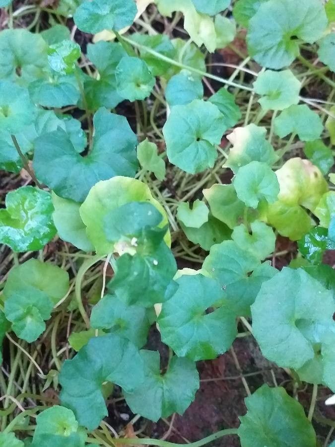 Viola hederacea leaf